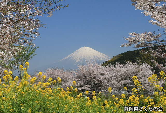 写真：静岡県さくらの会さくらの会写真コンクール平成23年度富士山と桜景観部門入選「春の彩り」