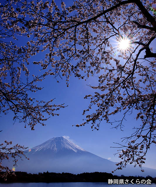 写真：静岡県さくらの会さくらの会写真コンクール平成23年度富士山と桜景観部門準特選「光桜」