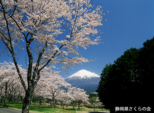 写真：静岡県さくらの会さくらの会写真コンクール平成23年度富士山と桜景観部門入選「春景」