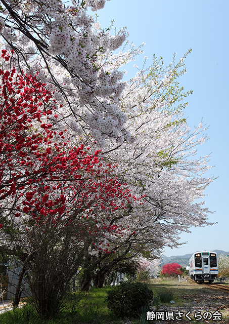 写真：静岡県さくらの会さくらの会写真コンクール平成23年度静岡県内の桜部門入選「桜回廊がお出迎え」