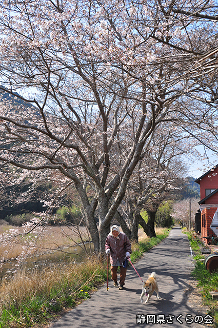 写真：静岡県さくらの会さくらの会写真コンクール平成23年度特別賞（道路利用者会議会長賞）「春散歩」