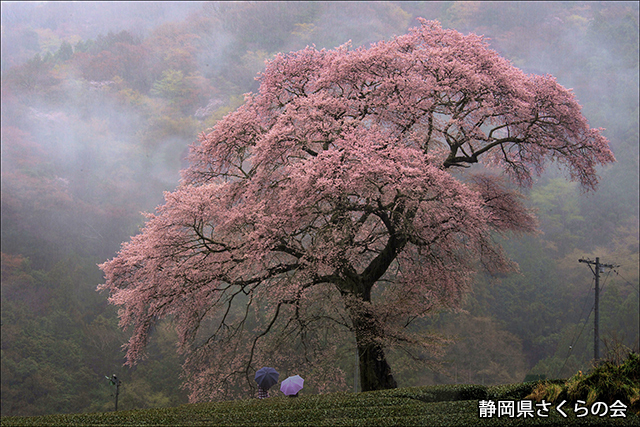 写真：静岡県さくらの会さくらの会写真コンクール平成23年度静岡県内の桜部門入選「春雨」