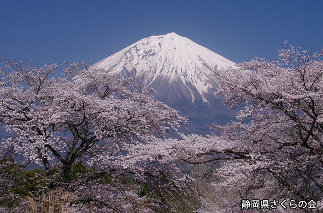 写真：静岡県さくらの会さくらの会写真コンクール平成23年度富士山と桜景観部門入選「桜満開」