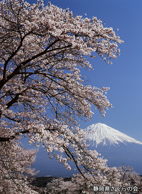 写真：静岡県さくらの会さくらの会写真コンクール平成23年度富士山と桜景観部門特選「桜満開」