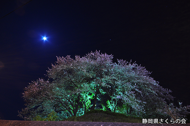 写真：静岡県さくらの会さくらの会写真コンクール平成23年度特選静岡県内の桜部門「満月の夜」