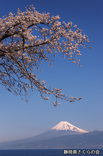 写真：静岡県さくらの会さくらの会写真コンクール平成23年度富士山と桜景観部門入選「春の海」
