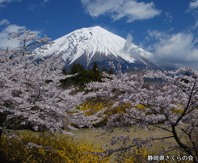 写真：静岡県さくらの会さくらの会写真コンクール平成23年度富士山と桜景観部門入選「富士と桜」