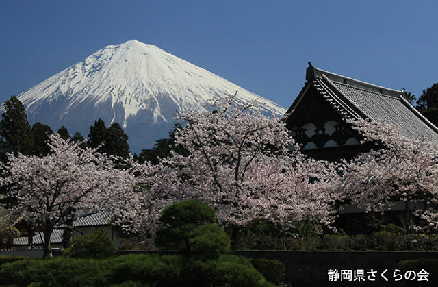 写真：静岡県さくらの会さくらの会写真コンクール平成23年度富士山と桜景観部門入選「春愁」