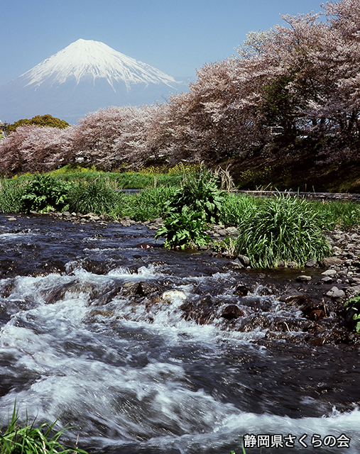 写真：静岡県さくらの会さくらの会写真コンクール平成23年度富士山と桜景観部門入選「春の小川」