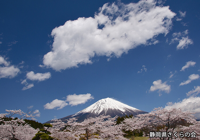 写真：静岡県さくらの会さくらの会写真コンクール平成23年度富士山と桜景観部門入選「富士春色」