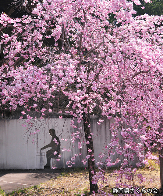 写真：静岡県さくらの会さくらの会写真コンクール平成23年度静岡県内の桜部門入選「春景」