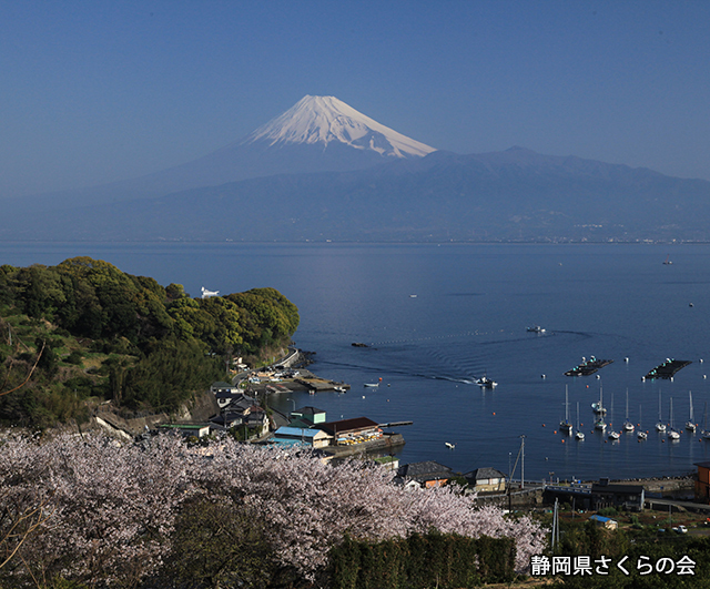 写真：静岡県さくらの会さくらの会写真コンクール平成23年度富士山と桜景観部門入選「漁村の朝」