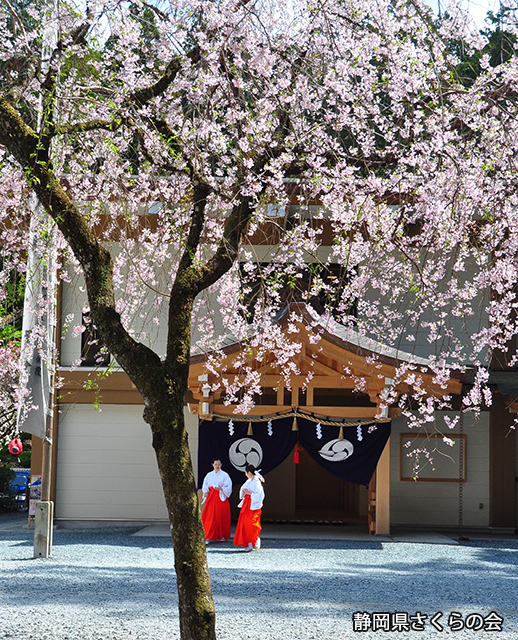 写真：静岡県さくらの会さくらの会写真コンクール平成23年度静岡県内の桜部門入選「しだれ桜と巫子」