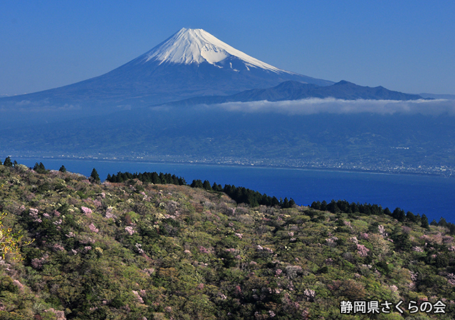 写真：静岡県さくらの会さくらの会写真コンクール平成23年度富士山と桜景観部門準特選「微笑む富士」