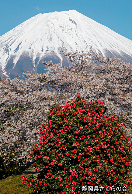 写真：静岡県さくらの会さくらの会写真コンクール平成23年度富士山と桜景観部門入選「咲き競う」