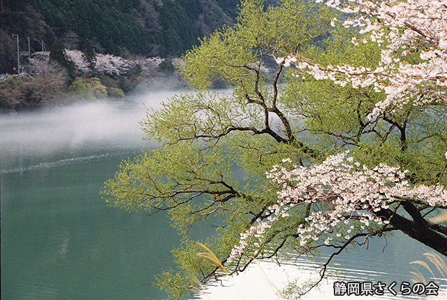 写真：静岡県さくらの会さくらの会写真コンクール平成23年度静岡県内の桜部門入選「煙る湖面」