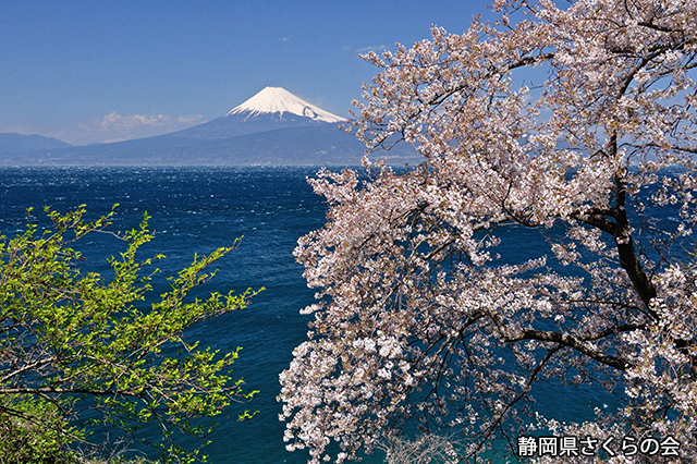写真：静岡県さくらの会さくらの会写真コンクール平成24年度富士山と桜部門準特選「春の彩り」
