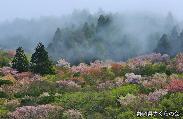 写真：静岡県さくらの会さくらの会写真コンクール平成24年度静岡県内の桜部門入選「霧の高原」