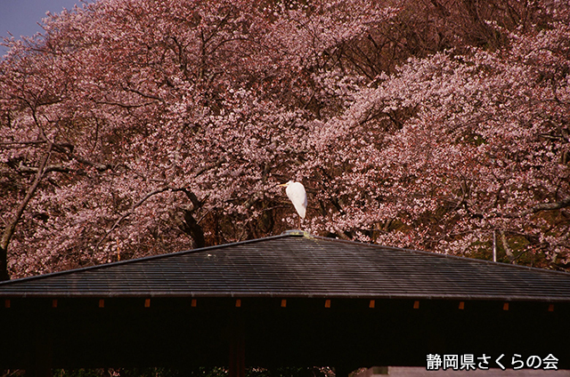 写真：静岡県さくらの会さくらの会写真コンクール平成24年度静岡県内の桜部門入選「白一点」