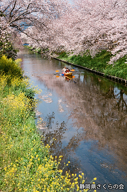 写真：静岡県さくらの会さくらの会写真コンクール平成24年度静岡県内の桜部門入選「春を楽しむ！」