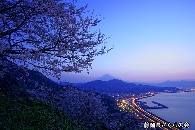 写真：静岡県さくらの会さくらの会写真コンクール平成24年度富士山と桜部門入選「目覚めの頃」