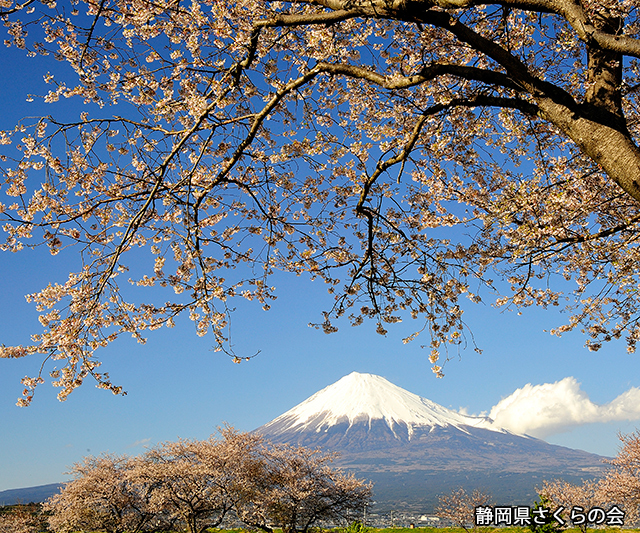 写真：静岡県さくらの会さくらの会写真コンクール平成24年度富士山と桜部門入選「春景」