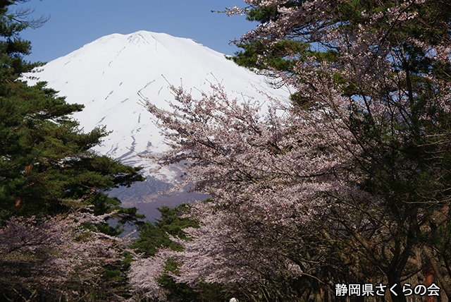 写真：静岡県さくらの会さくらの会写真コンクール平成24年度富士山と桜部門入選「美し」