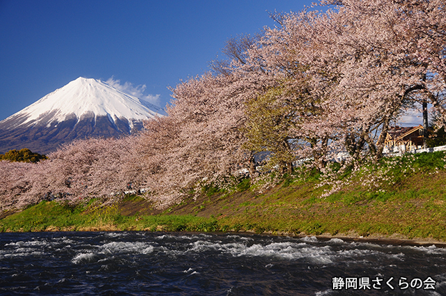 写真：静岡県さくらの会さくらの会写真コンクール平成24年度富士山と桜部門入選「春の音」