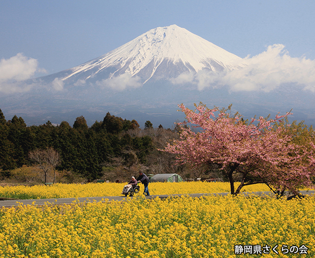 写真：静岡県さくらの会さくらの会写真コンクール平成24年度富士山と桜部門入選「陽春」
