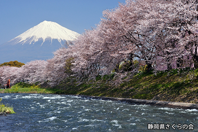 写真：静岡県さくらの会さくらの会写真コンクール平成24年度富士山と桜部門入選「春の訪れ」