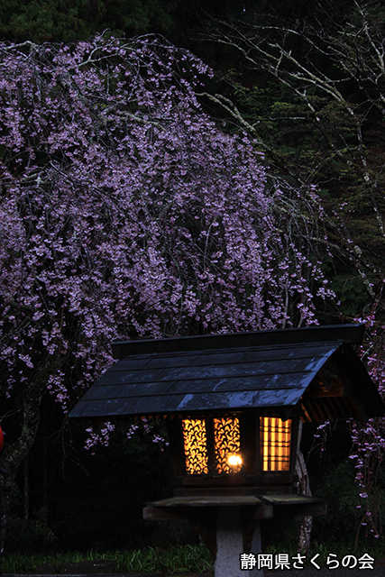 写真：静岡県さくらの会さくらの会写真コンクール平成24年度静岡県内の桜部門入選「静寂の朝」