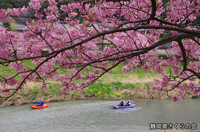 写真：静岡県さくらの会さくらの会写真コンクール平成24年度静岡県内の早咲き桜部門入選「春風にのって」