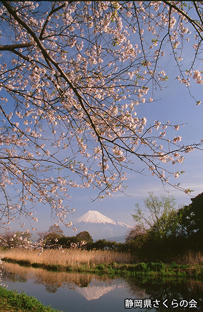 写真：静岡県さくらの会さくらの会写真コンクール平成24年度富士山と桜部門入選「桜咲く頃」