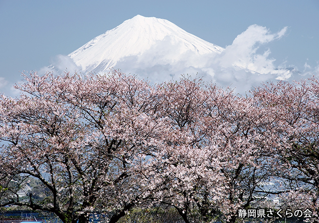 写真：静岡県さくらの会さくらの会写真コンクール平成24年度富士山と桜部門入選「染井吉野と富士山」