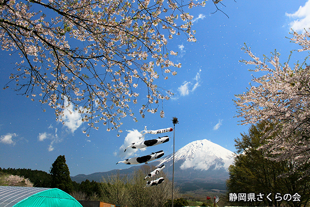 写真：静岡県さくらの会さくらの会写真コンクール平成24年度富士山と桜部門入選「桜吹雪」