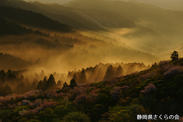 写真：静岡県さくらの会さくらの会写真コンクール平成24年度最優秀賞「夜明けの詩」