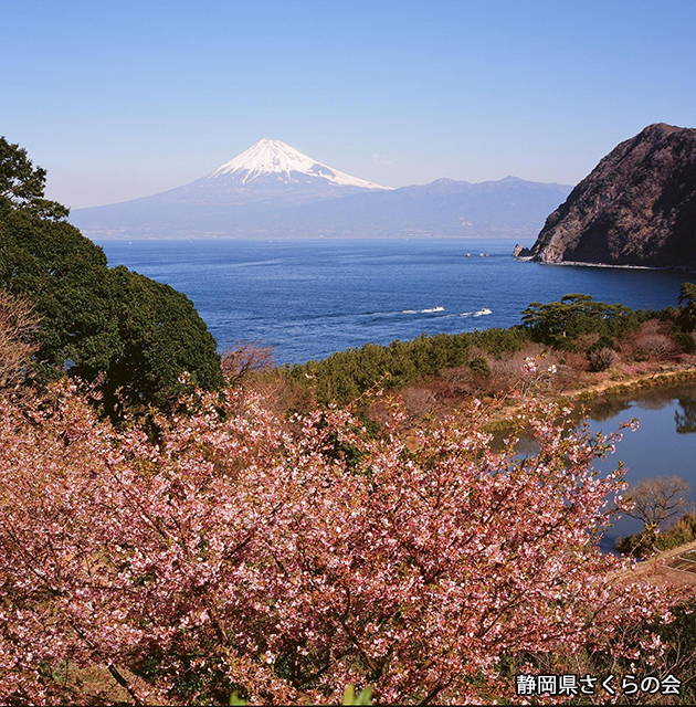 写真：静岡県さくらの会さくらの会写真コンクール平成24年度富士山と桜部門特選「花見漁」