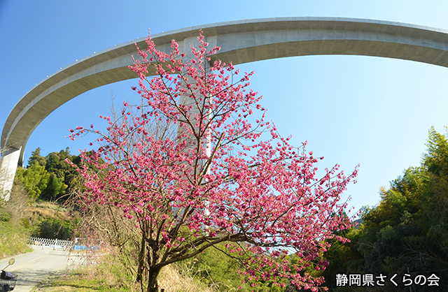 写真：静岡県さくらの会さくらの会写真コンクール平成24年度特別賞（道路利用者会議会長賞）「高速道路の下で」