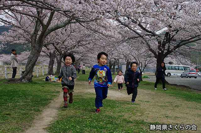 写真：静岡県さくらの会さくらの会写真コンクール平成24年度静岡県内の桜部門入選「桜堤を駆ける子」