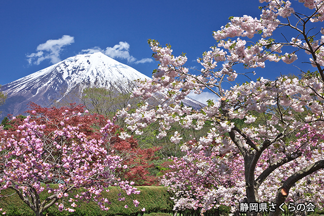 写真：静岡県さくらの会さくらの会写真コンクール平成24年度富士山と桜部門準特選「桃色の競演」
