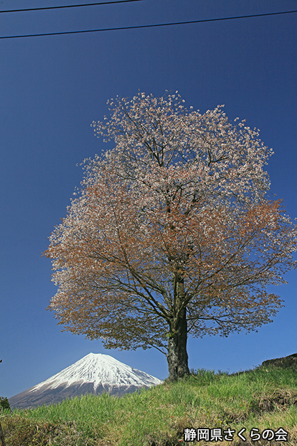 写真：静岡県さくらの会さくらの会写真コンクール富士山と桜部門入選「1本の山さくら」