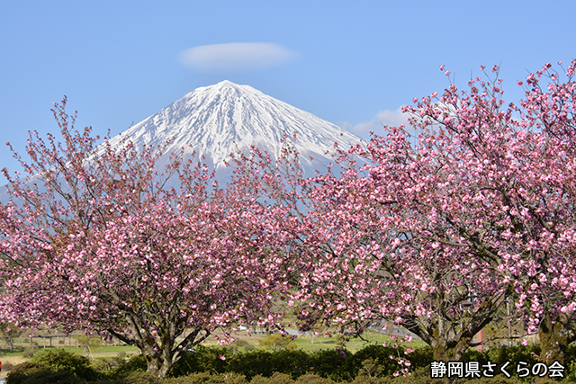 写真：静岡県さくらの会さくらの会写真コンクール富士山と桜部門入選「富士と花は花」