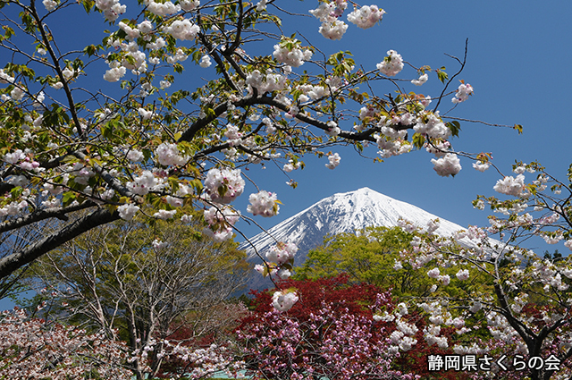 写真：静岡県さくらの会さくらの会写真コンクール富士山と桜部門入選「爛漫の香り」