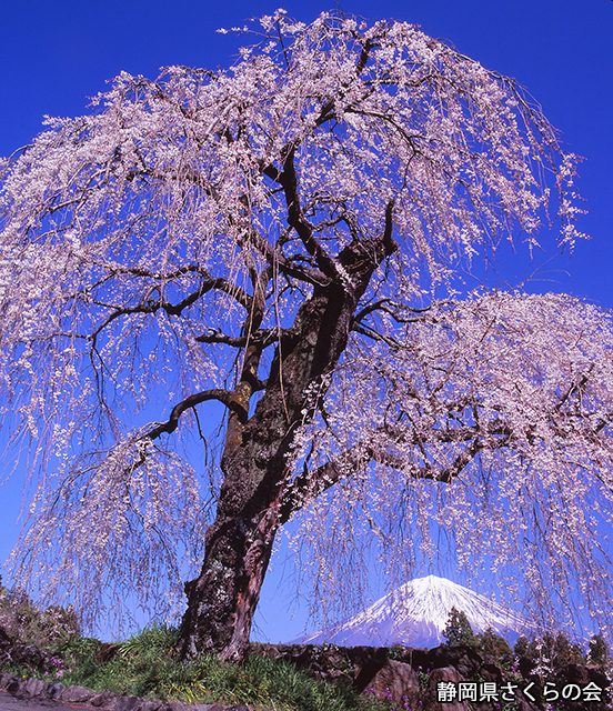 写真：静岡県さくらの会さくらの会写真コンクール富士山と桜部門準特選「桜に魅せられて」