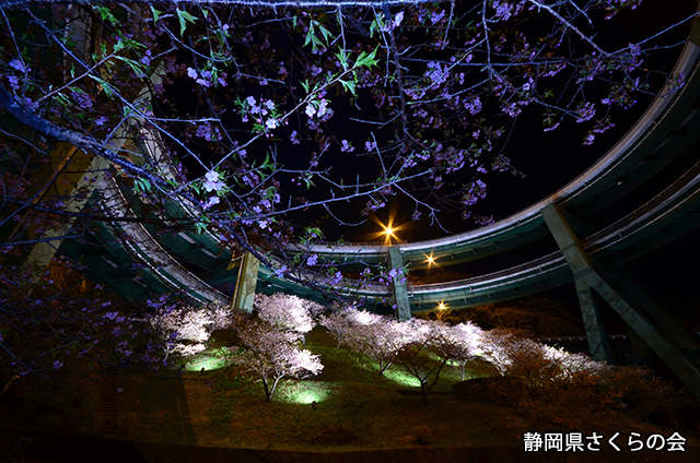 写真：静岡県さくらの会さくらの会写真コンクール特別賞（道路利用者会議会長賞）「ミステリアスなループ橋」
