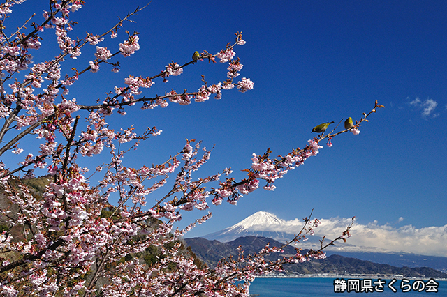 写真：静岡県さくらの会さくらの会写真コンクール富士山と桜部門入選「春爛漫」