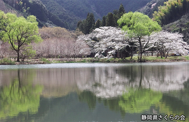 写真：静岡県さくらの会さくらの会写真コンクール平成25年度静岡県内の桜部門入選「湖畔の春」