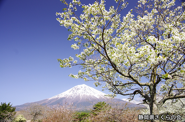 写真：静岡県さくらの会さくらの会写真コンクール富士山と桜部門入選「白桜満開」
