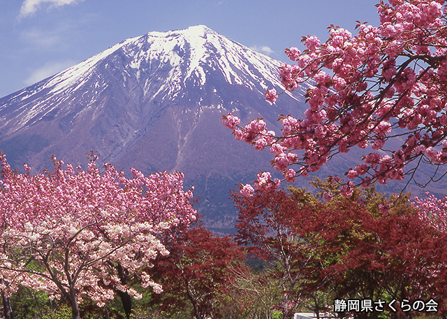 写真：静岡県さくらの会さくらの会写真コンクール富士山と桜部門準特選「ぼたん桜と富士」