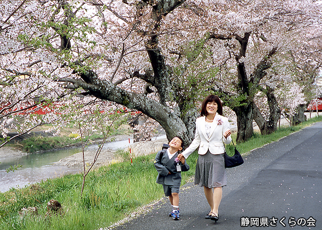写真：静岡県さくらの会さくらの会写真コンクール平成25年度最優秀賞「春満開」